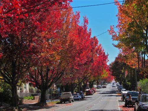 a street lined with trees with red and orange leaves at Gardners Inn Hotel in Blackheath
