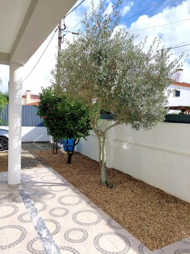 a tree in a yard next to a white wall at Casa Luz - Brejos de Azeitão in Azeitao