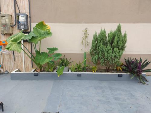 Κήπος έξω από το Recanto Morada Amazônica