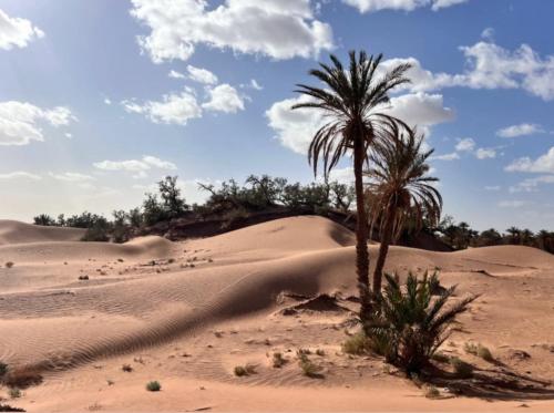 eine Palme mitten in einer Wüste in der Unterkunft Camp azawan hananich 