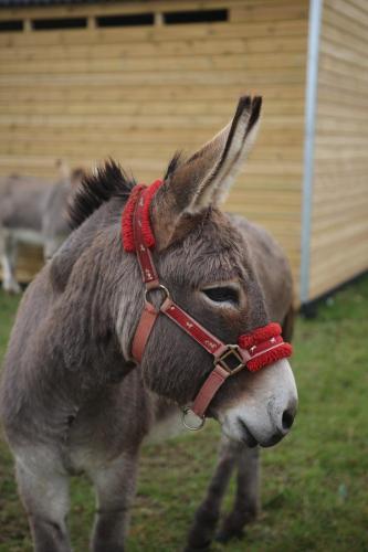 Tiere auf dem Campingplatz oder in der Nähe