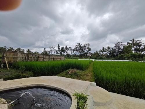 a view of a rice field and aificialificialificialificialificialificialificialificial at Tetebatu Flush Harmony in Tetebatu