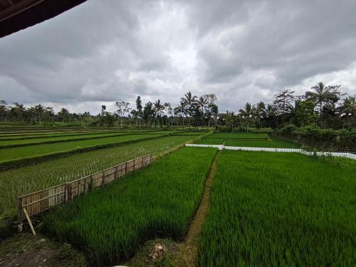 a field of green grass with a fence in it at Tetebatu Flush Harmony in Tetebatu