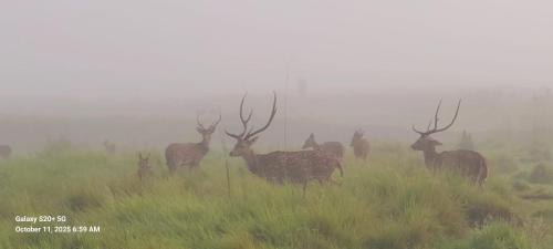 Photo de la galerie de l'établissement Sishwar Chitwan Tiger Resort, à Meghauli