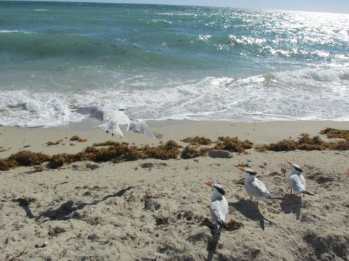 a group of birds walking on the beach at Ocean Breeze in Miami Beach