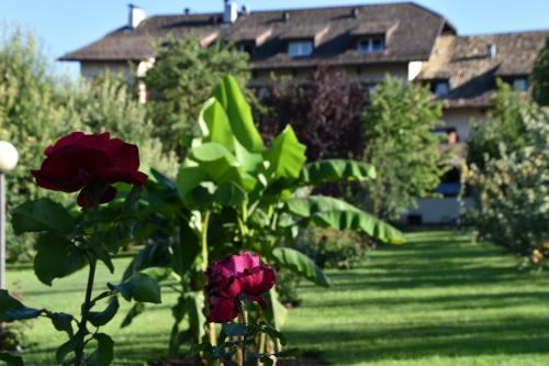 a rose bush in a yard with a house in the background at Angerburg Blumenhotel in Appiano sulla Strada del Vino