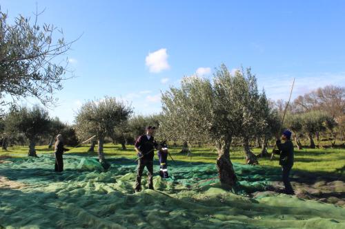 a group of people standing in a field with trees at Casa Dos Poços in Vilar Torpim