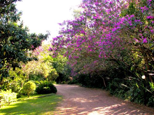 a garden with purple flowers on a dirt road at Pousada Kafundó - Inhotim in Brumadinho