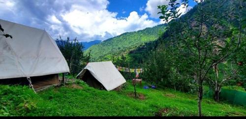 une tente dans un champ avec une montagne dans l'établissement Organic styas manali, à Nagar