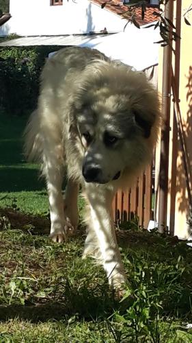 a large white dog walking in the grass at Artenatura BeB in Terranuova Bracciolini