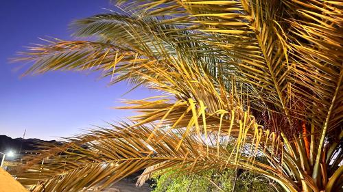 a palm tree in front of a blue sky at Wanasa Camel in Dahab
