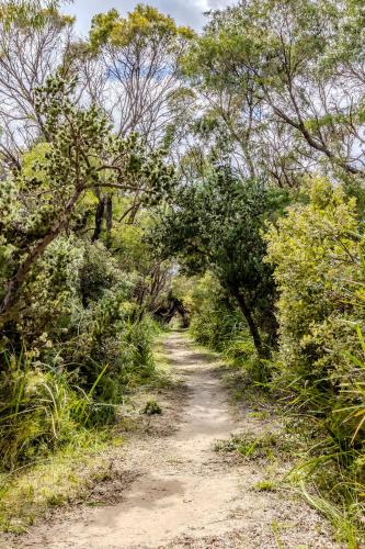 a path through a forest with trees and bushes at Bay House 95 by the BnB Collection in Albany