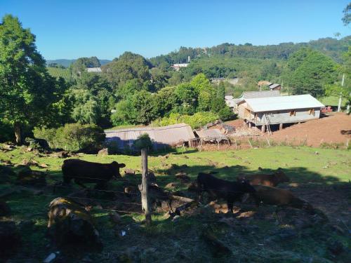 a group of cows standing in a field near a house at Quarto N II Cama Individual e sofá cama solteiro in Gramado