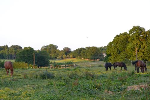 Tiere im Ferienhaus oder in der Nähe
