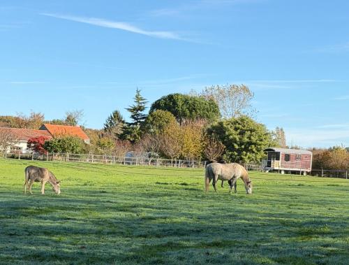 zwei Pferde grasen auf einer Wiese in der Unterkunft Les Roulottes des Amis de Wonky in Rétaud