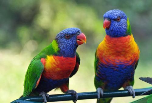 Deux oiseaux colorés sont perchés sur un poteau dans l'établissement Mango Eden Villa, à Airlie Beach