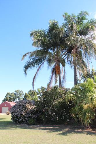 Un jardín fuera de Childers Gateway Motor Inn