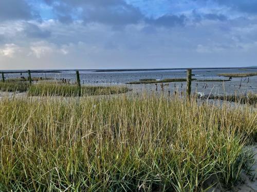 ein Strand mit hohem Gras und einem Gewässer in der Unterkunft Salzwiesenblick in Westerdeichstrich