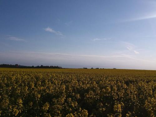 ein offenes Sonnenblumenfeld unter blauem Himmel in der Unterkunft 6 person holiday home in Jægerspris-By Traum in Frederikssund