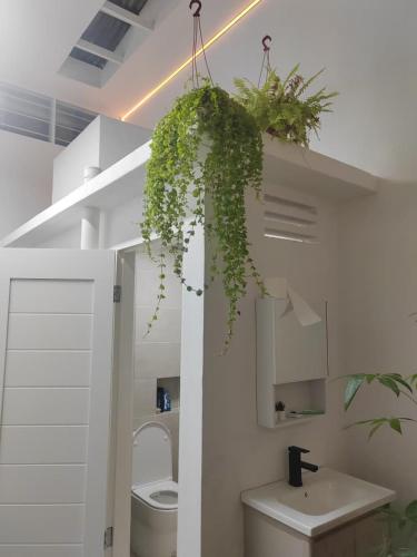a bathroom with a plant hanging over a toilet at Zen 1 Room KL in Kuala Lumpur