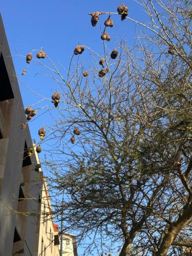 Eine Gruppe Vögel sitzt auf den Ästen eines Baumes in der Unterkunft The Onyx Black in Durban