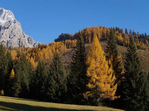 a group of trees on a hill with a mountain at Hotel am Sonnenhügel in Filzmoos