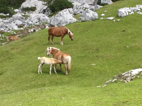 a horse and a baby horse standing on a field at Hotel am Sonnenhügel in Filzmoos