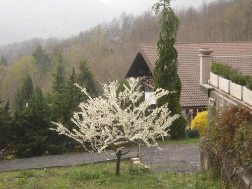 a tree with white flowers in front of a house at Agriturismo Le Giare in Genova