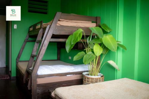 a green room with two bunk beds with a plant at Balai Berde Baguio in Baguio