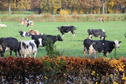 a herd of cows grazing in a field at B&B Even Heukelom - Kamer 4 in Afferden