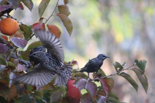 Zvířata v prázdninového domu nebo okolí