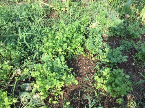 Afbeelding uit fotogalerij van Strawberry Villa - Vacation STAY 17855 in Ichihara