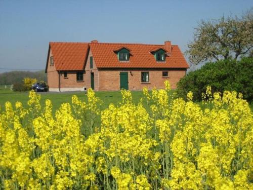 a house in the middle of a field of yellow flowers at Ferienhaus Kranich In Ummanz Lüßvitz in Ummanz