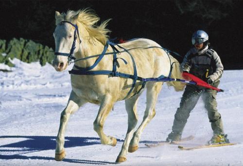a person walking a horse in the snow at L'aube de Vouglans 2 Personnes in Pont-de-Poitte