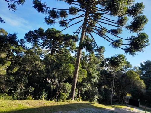 a palm tree in the middle of a park at Loft Campos a 12 minutos do centro turistico de Campos do Jordão in Campos do Jordão