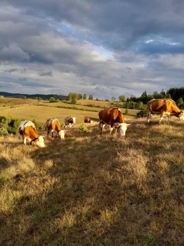 un grupo de vacas pastando en un campo en Kanjon Uvac, en Sjenica