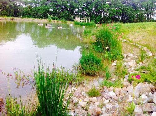 a pond with some ducks in the water and some grass at Fernside Bed and Breakfast in Templeton