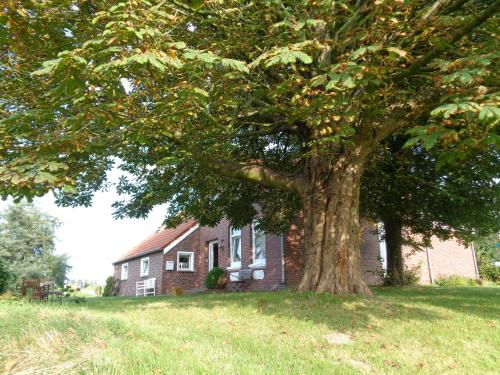 a large tree in front of a house at Marijanas Ferienhof 1, Urlaub mit viel Platz zwischen Dornumersiel und Bensersiel, gehört zum Café Kunterbunt in Middelsbur