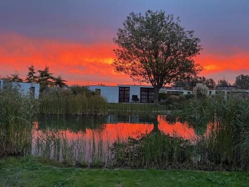 a reflection of a tree in a pond at sunset at Ferienhaus 55 am Wasser Olburgen - perfekt für Familien - mit Freibad, Sauna, Restaurant und Spielplatz in Olburgen