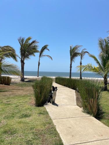 un gatto che cammina lungo un marciapiede vicino alla spiaggia di Villa Residence Playa Caracol a El Quindio