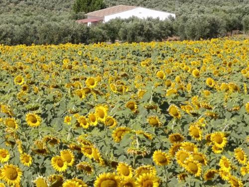 Casa las Cordobesas alojamiento rural