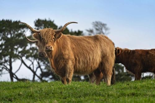 due vacche in un prato di Mountain Views X by Tiny Away a Yarragon