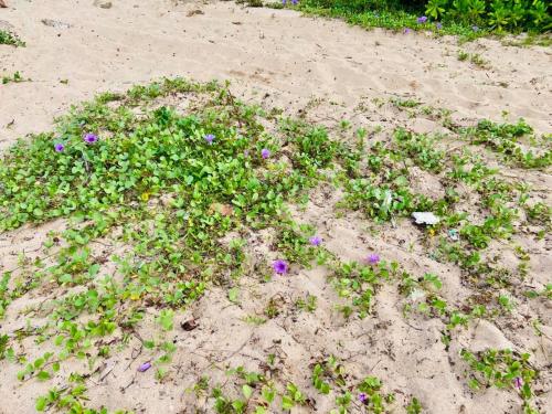 Сад в Tropical Heaven