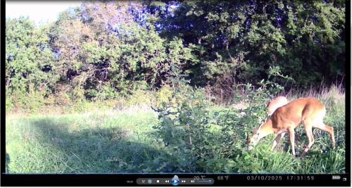 a gazelle grazing in a field of grass at Dimora Gentile BnB in Castiglione del Lago