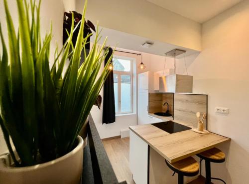 Una planta en maceta en una cocina con una mesa. en Cocon Saint-Arnould, en Saint-Omer