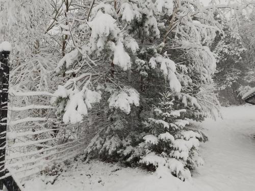 a snow covered pine tree with a fence at ORLIK - pokoje gościnne in Uście Gorlickie