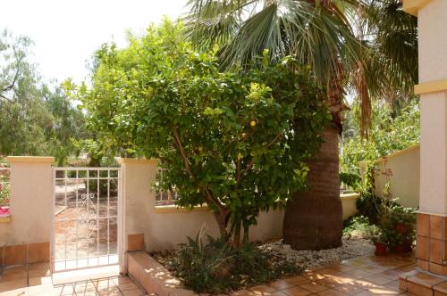 eine Palme in einem Garten neben einem Zaun in der Unterkunft Ferienhaus für 6 Personen ca 88 m in Estrella de Mar, Murcia Costa Calida in Los Urrutias
