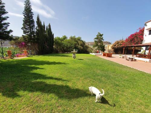 a white dog grazing in the grass in a yard at Hacienda in Moya