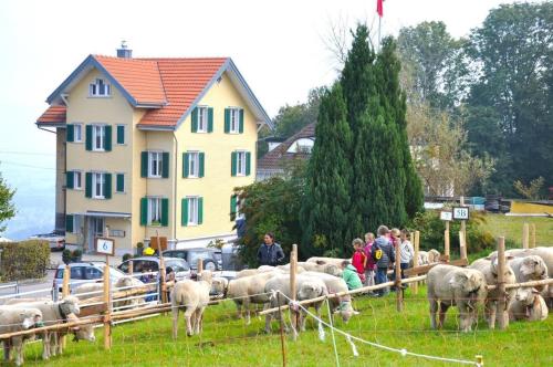 Άλλα ζώα σε αυτό το διαμέρισμα ή στη γύρω περιοχή