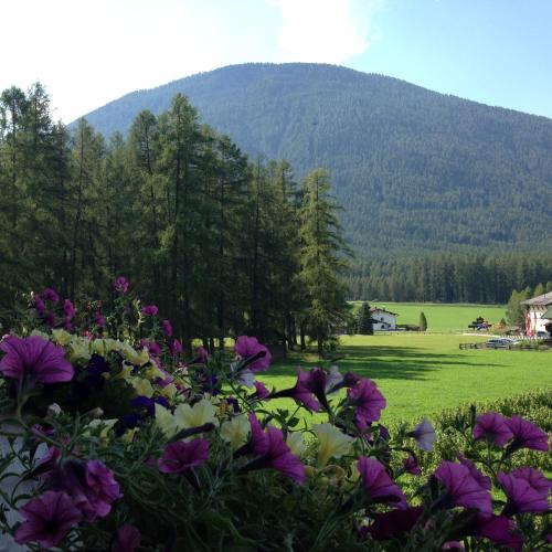 a field of flowers with a mountain in the background at Bucherhof in Obsteig